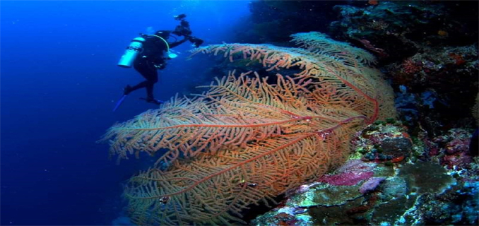 Izin Penelitian Di Taman Nasional Wakatobi Dipermudah Dengan Aplikasi Digital